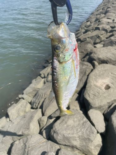 ターポンの釣果
