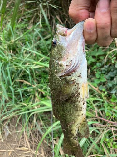 ラージマウスバスの釣果