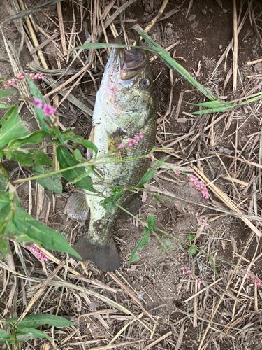 ラージマウスバスの釣果