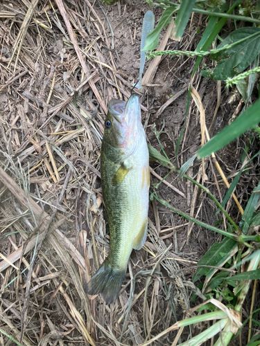 ラージマウスバスの釣果
