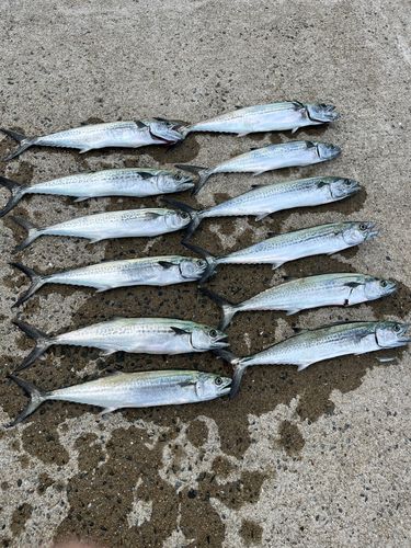 サゴシの釣果