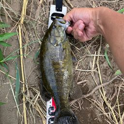 スモールマウスバス