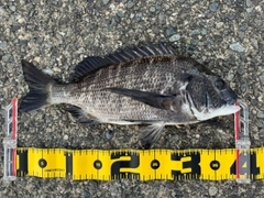 クロダイの釣果