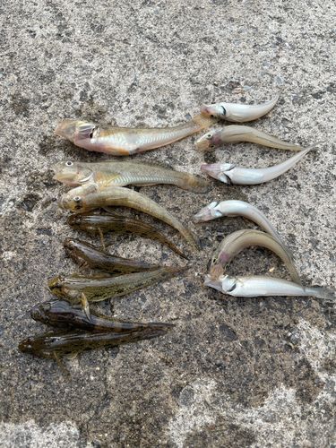 ウロハゼの釣果