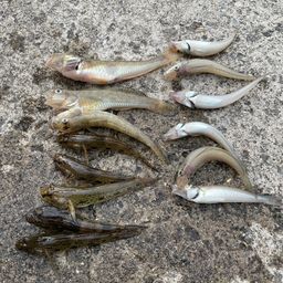 ウロハゼ