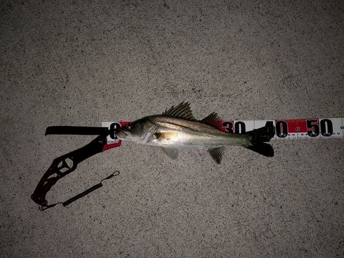 セイゴ（タイリクスズキ）の釣果