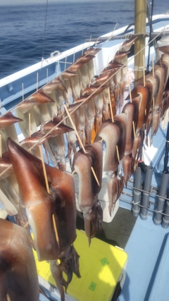 スルメイカの釣果