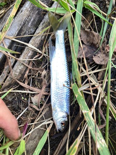 ヤマメの釣果