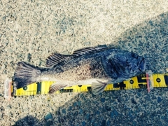 アカテガニの釣果