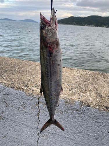サゴシの釣果