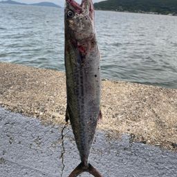 サゴシ