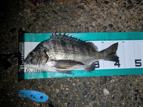 クロダイの釣果