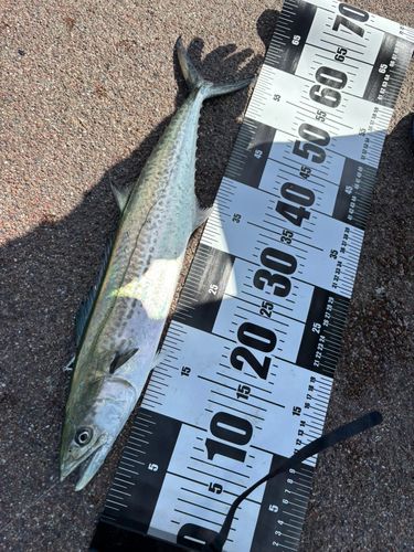 サゴシの釣果