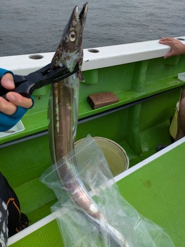 タチウオの釣果