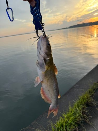 アメリカナマズの釣果