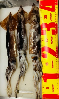 スルメイカの釣果