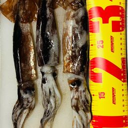 スルメイカ