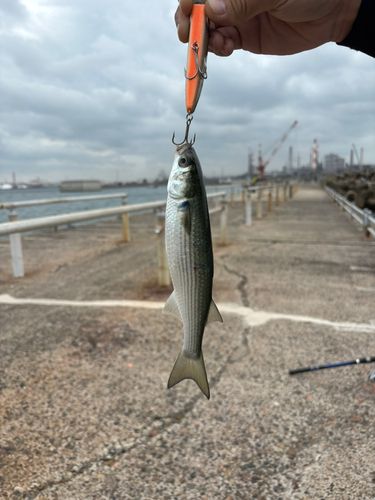鹿島港魚釣園