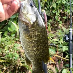 スモールマウスバス