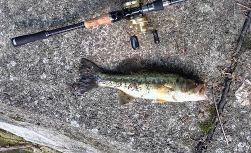 ブラックバスの釣果
