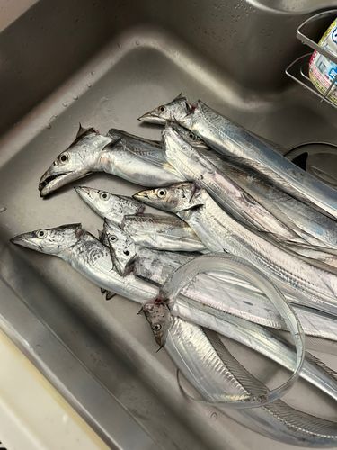 タチウオの釣果