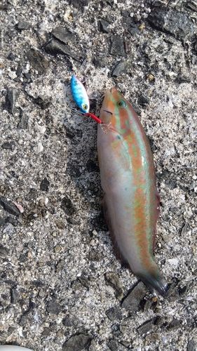 ベラの釣果