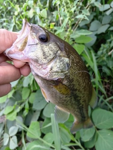 ラージマウスバスの釣果