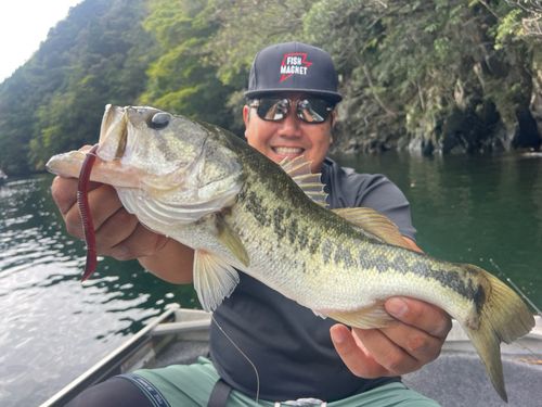ラージマウスバスの釣果