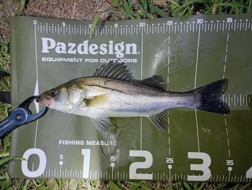 シーバスの釣果