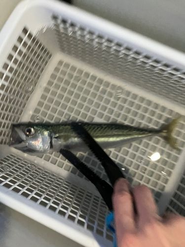 浜厚真漁港