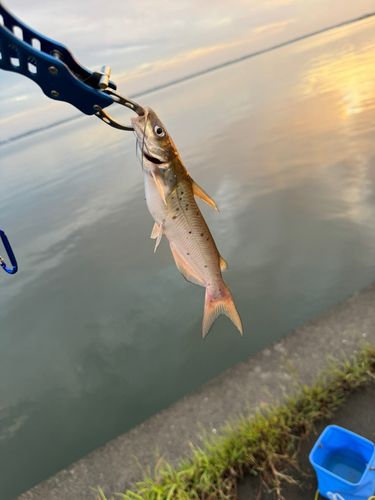アメリカナマズの釣果