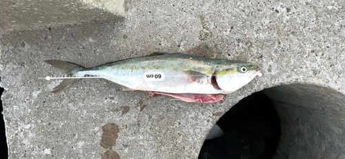 ワラサの釣果