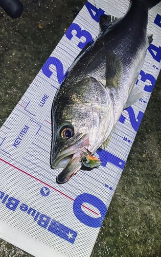 シーバスの釣果