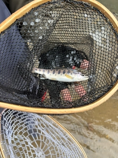 ヤマメの釣果