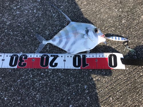 イトヒキアジの釣果