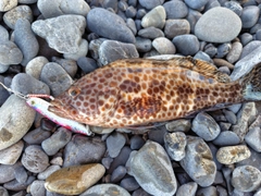 オオモンハタの釣果