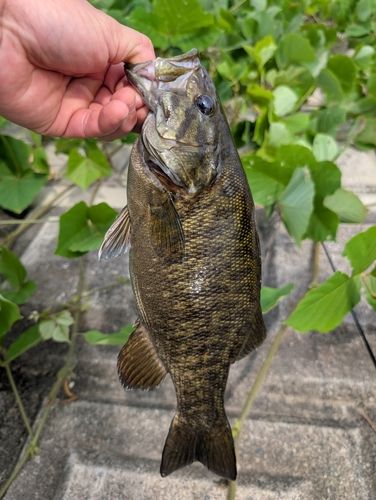 スモールマウスバスの釣果