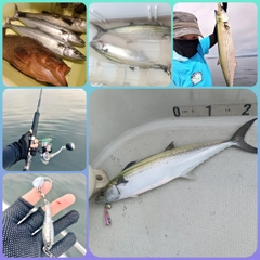 サゴシの釣果