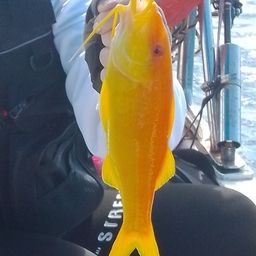 マルクチヒメジ