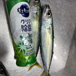 サバ