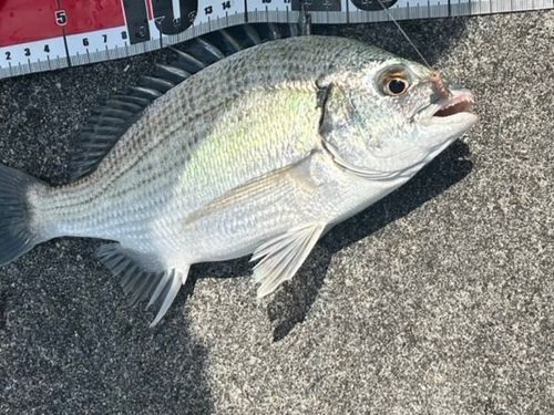 チヌの釣果