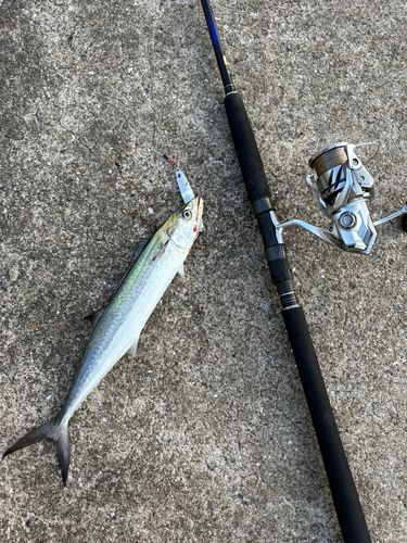サゴシの釣果