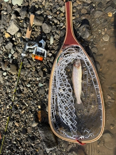 イワナの釣果