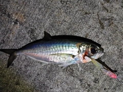 メアジの釣果