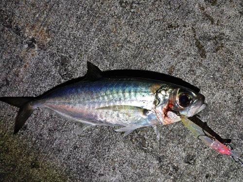 メアジの釣果