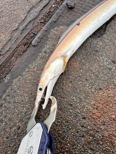 ハモの釣果