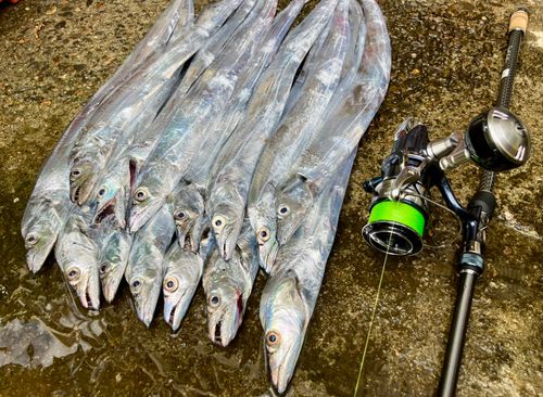 タチウオの釣果