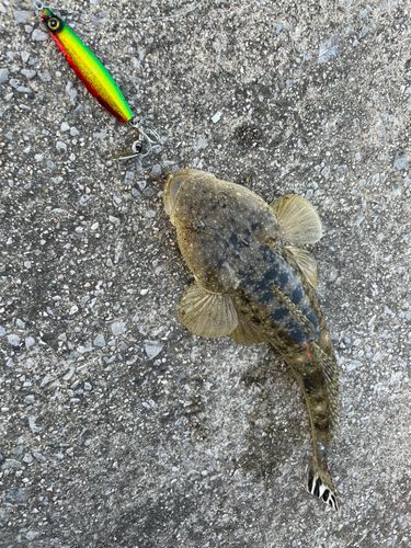 マゴチの釣果