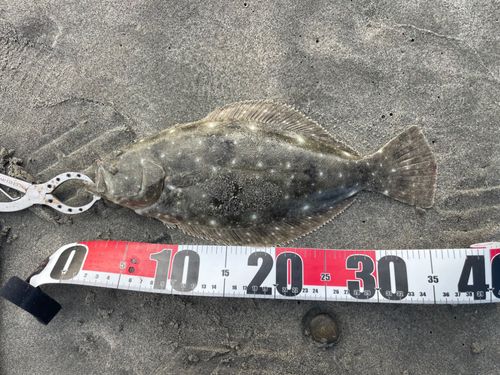ヒラメの釣果