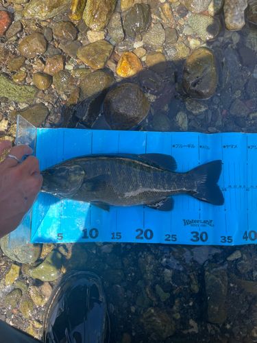 スモールマウスバスの釣果